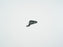DJI FPV Front Right Landing Gear Antenna Board